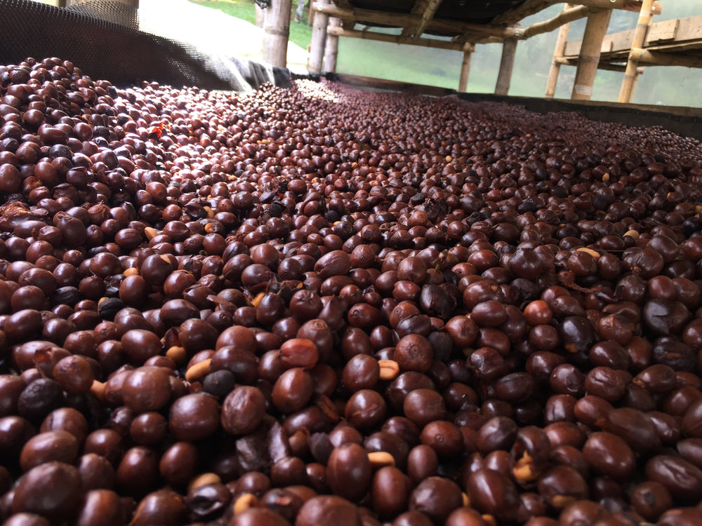 El secado del cafe en cereza se conoce como Natural. Aqui en las camas de secado tenemos un Gesha